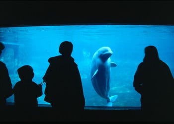 Spiritual sores: parable of Caspar the beluga whale