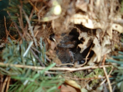 The kingdom  of God is like a nest built in the front door