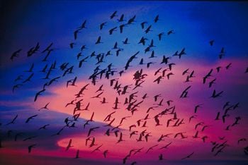 A generation like birds over a lake toward a volcano