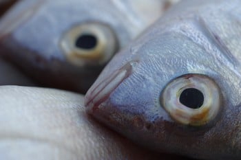 When chaos attacks, fight back!