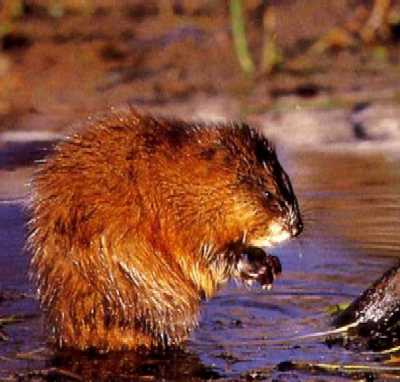 You’re more than a muskrat