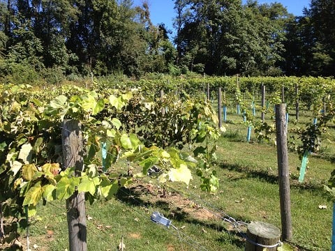 Biblical wine making